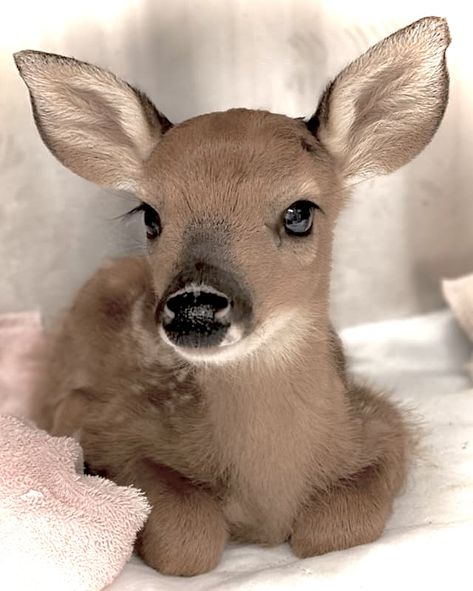 Baby Deer, Raise Money, Pink Bow, Disease, Deer, Foundation, Money, Toys, Books