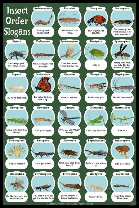 Prepper Ideas Diy, Bug Identification, Art Insects, Insect Identification, Biology Lab, Leaf Identification, Animal Infographic, Nature Education, Biology Labs