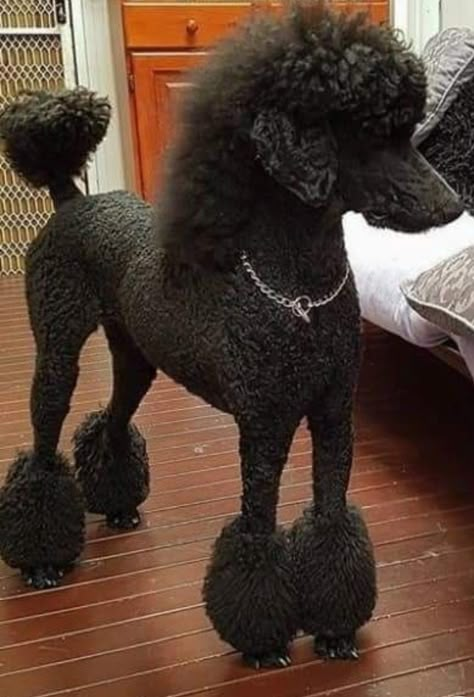 Poodle With Mullet, Standard Poodle Puppy Haircut, Male Poodle Haircut Styles, Poodle Mullet, Poodle Styles, Standard Poodle Cuts, Poodle Hairstyles, Standard Poodle Haircuts, Doodle Cuts