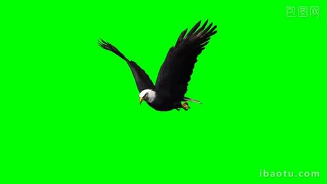 Cartoon Maker, Free Cartoon Characters, Free Green Screen Backgrounds, Eagle Flying, Green Screen Footage, Drawing Room Decor, Gacha Background, Free Green Screen, Animated Cartoon Characters