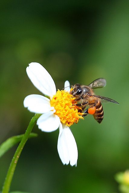 Insect On Flower, Cute Bee Pictures, Bumble Bee Photography, Bees In Flowers, Pictures Of Bees, Bees On Flowers, Bees Photography, Bee Photos, Bee With Flowers