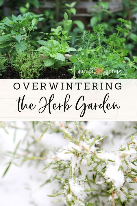 Learn How to Overwinter Herbs and Keep them Happy All Year - Garden Therapy® Preserving Herbs, Vertical Vegetable Garden, Types Of Herbs, Garden Therapy, Winter Gardening, Herb Garden Design, Indoor Vegetable Gardening, Herbs Garden, Vertical Herb Garden