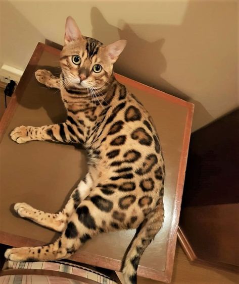 Black Bengal Cat, Gato Bengali, Bengal Kittens For Sale, Cat Skin, Bengal Kitten, Dream's Cat, Leopard Cat, Bengal Cats, Gorgeous Cats