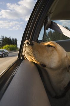 Going out of town? Gone for the holidays? These tips by @Petfirst are a must-read if you're considering boarding your pet. Traveling With Pets, Pet Ideas, Last Ride, Love My Dog, Looking Out The Window, Car Rides, Pet Hacks, Dog Travel, Beautiful Dogs