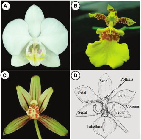 Diagram showing orchid flower organs (adapted from Tsai et al. 2005). Orchid flowers have three sepals and three petals. One of the petals is morphologically different in structure and is known as the labellum or lip. The male and female reproductive parts are fused in a structure, the gynostemium or column, in the center of the flower. The pollen grains stick together to form the pollinia located at the upper tip of the column under the anther cap. Habenaria Radiata, Dancing Lady Orchid, Plant Biology, Scientific Drawing, Scientific Diagram, Miniature Flowers, Parts Of A Flower, 2nd Year, Phalaenopsis Orchid