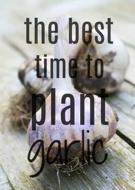 Garlic Companion Plants, When To Harvest Garlic, When To Plant Garlic, Garlic Growing, Garlic Garden, Beginner Garden, Plant Garlic, Harvesting Garlic, Planting Garlic