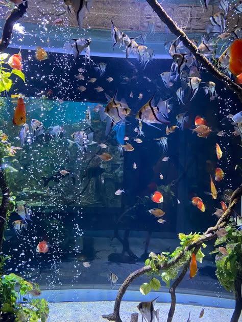 Fish Aquarium Aesthetic, Fish Tank Aesthetic, Aesthetic Aquarium, Aquarium Pics, Aquarium Aesthetic, Aquarium Photos, Fish Aesthetic, Aquarium Pictures, Fish Tank Themes