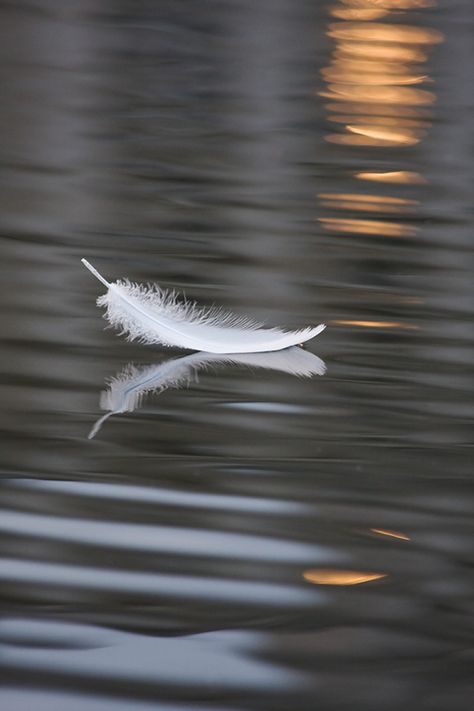 Photography community, including forums, reviews, and galleries from Photo.net Angel Feathers, White Feather, Foto Art, Black Swan, Cebu, Beautiful Photography, Nature Beauty, Beautiful Pictures, At Night