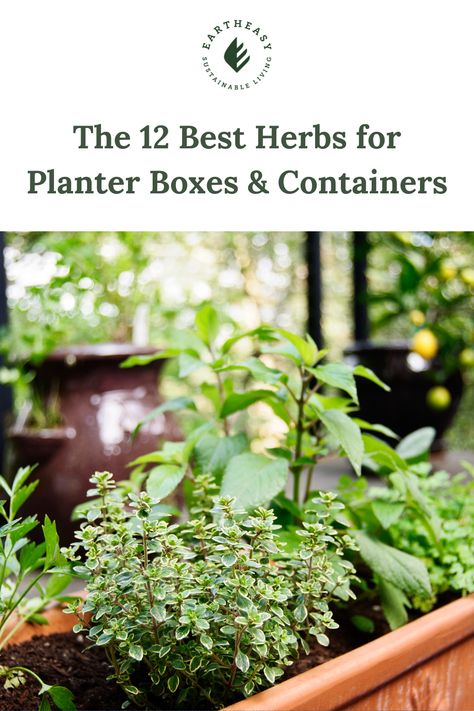 Best Plants For Planter Boxes, Herb Boxes Outdoor, French Sorrel, Growing Basil Indoors, Plants For Planters, Evergreen Herbs, Herb Planter Box, Best Herbs To Grow, Basil Herb