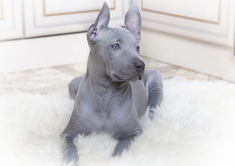 An ancient dog breed, the Thai Ridgeback is also renowned as Mah Thai Lang Ahn. I love this breed and I think it’s the most unique and beautiful dog breed. The Thai Ridgeback has a line of hair running along the back in the opposite direction to the rest of the coat. These beautiful, strong-willed and powerful dogs are usually used as livestock guardians. Thai Ridgeback is a very intelligent breed. This dog is best kept by a consistent owner who has a good understanding of dog behavior. Ancient Dogs, Thai Ridgeback, Rare Dogs, Unique Dog Breeds, Rare Dog Breeds, Love My Dog, Beautiful Dogs, 귀여운 동물, Animals Friends