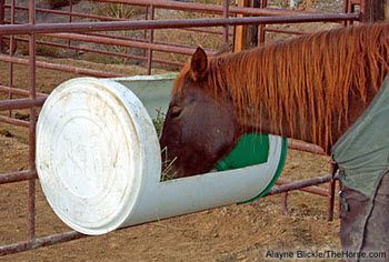 DIY Barrel Horse Feeder - PetDIYs.com Diy Barrel, Horse Eating, Hay Feeder For Horses, Paddock Trail, Horse Feeder, Horse Hay, Horse Farm Ideas, Barn Hacks, Horse Shelter