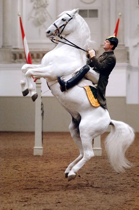 Lipizzaner Stallions of the Spanish Riding School, perform at the Imperial Palace, Vienna Austria. Description from pinterest.com. I searched for this on bing.com/images Spanish Riding School Vienna, Lippizaner, Spanish Riding School, Riding School, Horse Dressage, Majestic Horse, All The Pretty Horses, Horse Crazy, White Horses