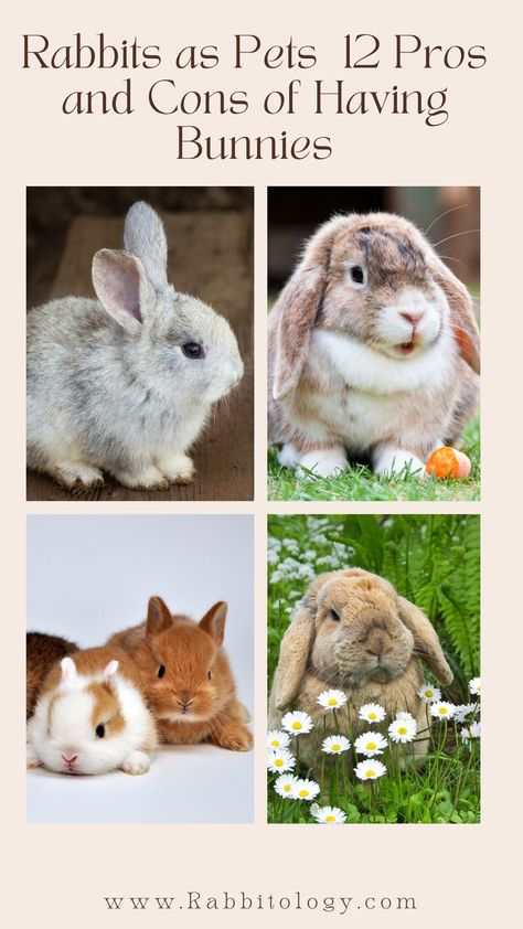 rabbits-as-pets Pros And Cons Of Owning A Bunny, Why You Should Get A Bunny, Taking Care Of Bunnies, Owning A Bunny, Bunnies As Pets, Bunny As A Pet, Best Rabbits For Pets, Bunny Must Haves, Baby Bunnies Care