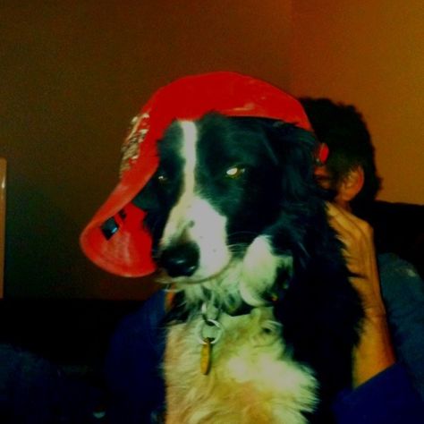 Game Changer, Border Collie, Internet, Memes, Red, Black