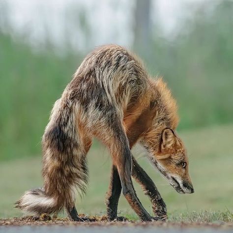 Red Fox Anatomy, Fox Looking Down, Defensive Pose Reference, Pose Ref Photo, Fox Reference Photo, Two Headed Animals, Protective Animals, Creature Poses, Looking Back Pose