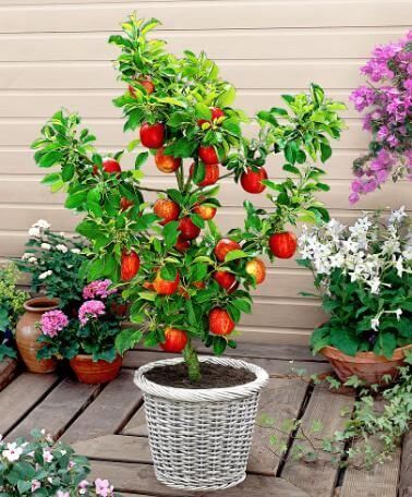 Today you'll learn how to grow apple trees in pots and grow the most delicious apples you've ever had! Simple instructions anyone can follow! Apple Tree From Seed, Potted Fruit Trees, Growing Fruit Trees, Citrus Trees, Jerry Garcia, Tree Seeds, Potted Trees, Garden Centre, Growing Fruit