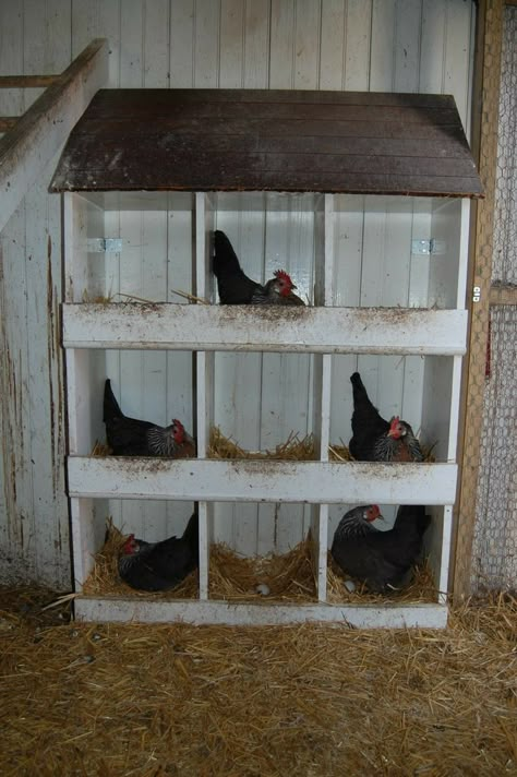 Reban Ayam, Shed Inspiration, Coop Accessories, Chicken Roost, Best Egg Laying Chickens, Chicken Coup, Egg Laying Chickens, Chicken Nesting Boxes, Chicken Feeders