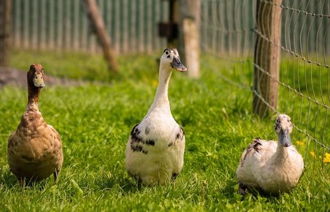 Types Of Ducks, Stimulating Activities, Pekin Duck, Ducks And Chickens, Duck Breeds, Backyard Ducks, Duck Coop, Duck Farming, Duck Stuff