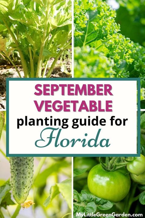 What To Plant In September, Fall Planting Guide, Fall Container Plants, Vegetable Planting Guide, Heat Tolerant Plants, Zone 9b, Fall Crops, Winter Garden Florida, Fall Veggies