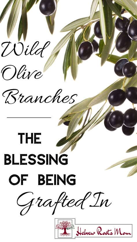 Olive Branch Scripture, Olive Branch Meaning, Tree God, Romans 11, Jewish Feasts, Biblical Feasts, Torah Study, When He Says, Wild Olive