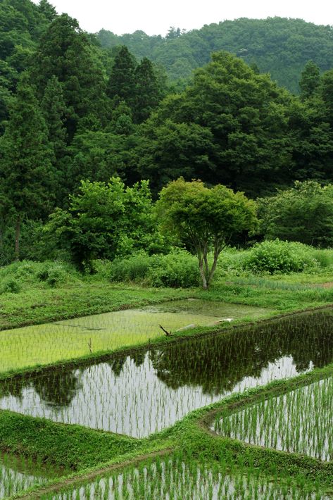 Rice Farming, Farming Technology, Rice Paddies, Rice Paddy, Rice Field, Land Of The Rising Sun, Rice Fields, The Rising Sun, Rising Sun