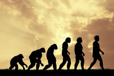 We have long debated the origin of mankind. Some believe in God’s creation of man in his own image, while others say that mankind evolved from another species. Now, new evidence found in South Africa has reignited questions about where modern humans come from, and what species we may have left behind. Fossils are sparking Human Fossils, Archaeology News, Human Evolution, Food Logo, Human Species, Old Signs, News Video, Believe In God, Digital Illustrations