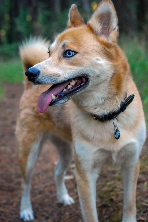 Big Doggies, Shiba Inu Mix, Shiba Inu Puppy, Husky Mix, V Cute, Cute Pets, Shiba Inu, Puppy Dog, Sake