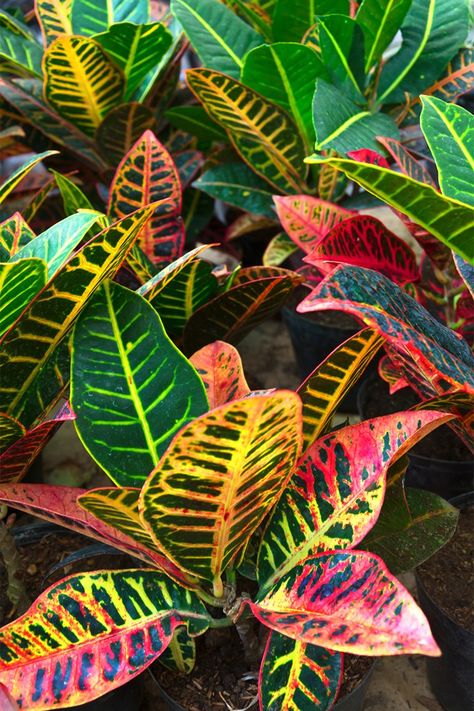 Petra Croton, Crotons Plants, Fall Blooming Flowers, Tropical Garden Plants, Plane Trip, Tropical Retreat, Rainforest Plants, Container Planting, Tropical Backyard