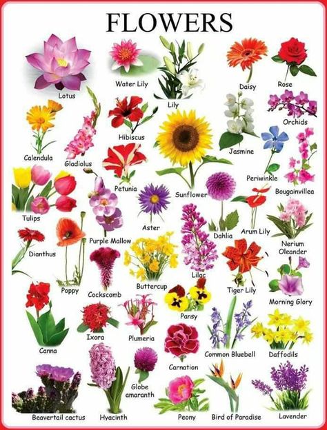 Learn English Vocabulary through Pictures: Flowers & Plants - ESL Buzz Flower Chart, Globe Amaranth, Different Types Of Flowers, Picture Dictionary, Flower Guide, Flower Names, Learn English Vocabulary, English Learning, Arte Floral