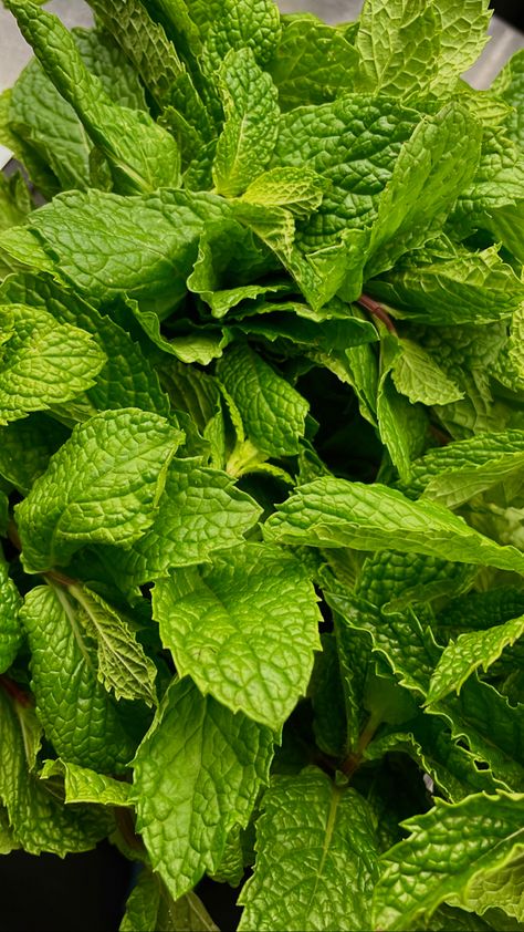 Evs Project, Mint Benefits, Mint Food, July Aesthetic, Sweet Mint, Types Of Fruit, Entertaining Friends, Macro Shots, Mint Leaves