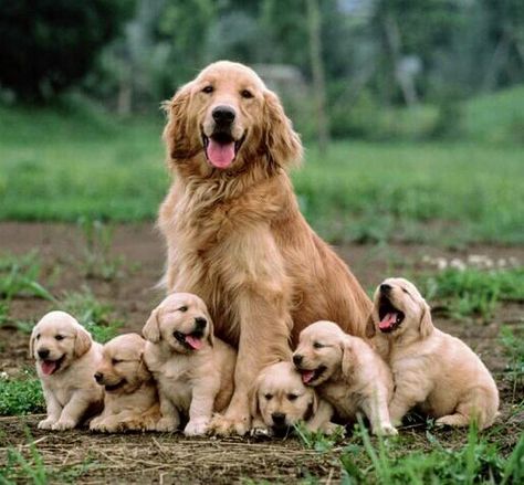 Golden retriever with her puppies learning that famous smile early. Chien Golden Retriever, A Golden Retriever, Retriever Puppy, Dog Parents, Dogs Golden Retriever, Retriever Dog, Dog Sitting, Peter Parker, Training Tips