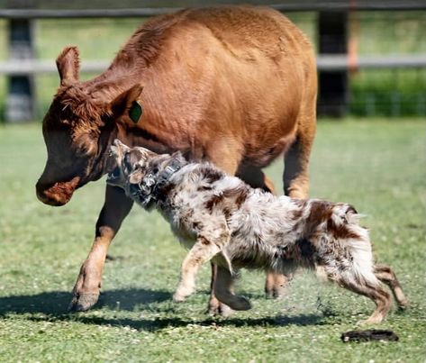 Australian shepherd, herding cattle Australian Shepherd Working, Australian Shepherd Herding, Country Couple Aesthetic, Herding Cattle, Fit Dogs, Australian Farm, Livestock Guardian, Country Couples, Australian Cattle Dogs