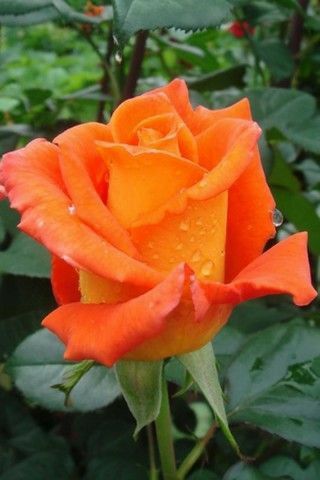 Rose Belle, Rose Flower Pictures, Most Popular Flowers, Rainbow Roses, Growing Roses, Colorful Roses, Pretty Roses, Flower Rose, Orange Roses