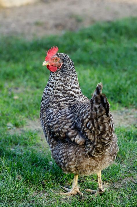 Black And White Chicken Breeds | Looking to add unique and eye-catching chickens to your flock? Check out these stunning black and white chicken breeds! From the distinctive plumage of the Barred Plymouth Rock to the striking contrast of the White Crested Black Polish, this guide will inspire you with their beauty and individual characteristics. Learn about their temperament, egg-laying abilities, and overall care. | borealbloomhomestead.com Chicken Photography Animal, Photos Of Chickens, Chickens Aesthetic, White Chicken Breeds, Polish Chickens Breed, Barnevelder Chicken, Barred Plymouth Rock Chickens, Black And White Chicken, Barred Plymouth Rock