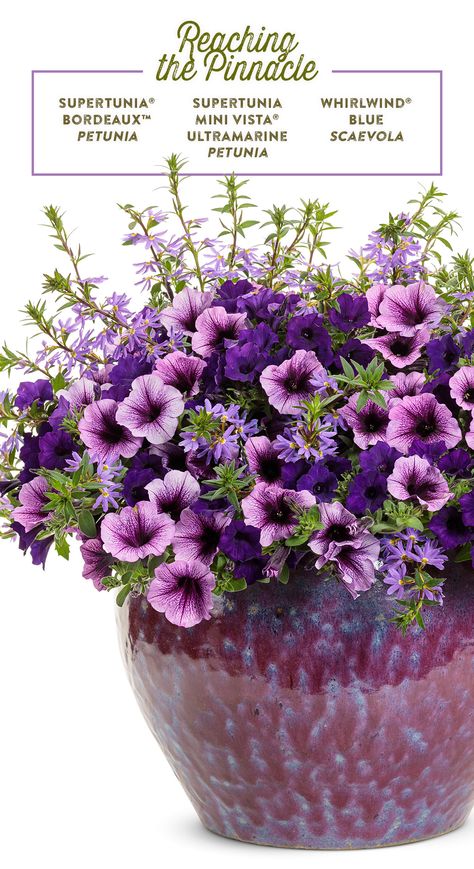 Purple reaches peak perfection in this gorgeous combination for sun! The larger, soft plum colored flowers of Supertunia Bordeaux pair beautifully with the smaller, rich blue-purple blooms of Supertunia Mini Vista Ultramarine. Whirlwind Blue Scaevola adds height and texture to the mix. Plant this container garden recipe in spring and enjoy its color thru fall! Purple Flowers In Pots, Petunia Container Ideas, Planter Recipes, Flowers For Balcony, Outdoor Flower Pot Ideas, Petunia Planter, Container Recipes, Cornwall Garden, Patio Flower Pots