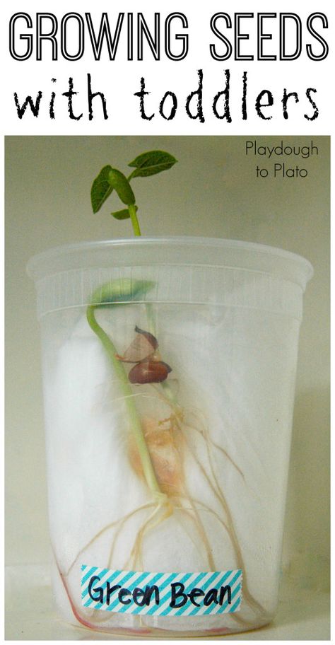 Kids' Science | Great tips for gowing seeds with toddlers. {Playdough to Plato} Science For Toddlers, Preschool Spring, Plant Activities, Spring Preschool, Preschool Science, Tot School, Spring Activities, Growing Seeds, Toddler Fun