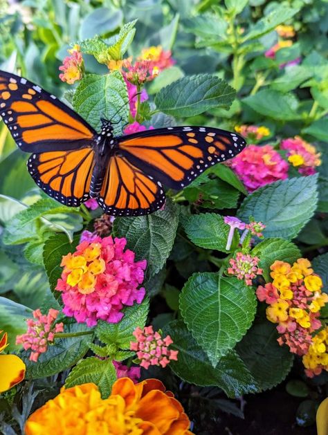 Monarch Butterfly Aesthetic, Monarch Butterflies Photography, Gabrielle Core, Blue Monarch Butterfly, Butterflies Photography, Butterfly Aesthetic, Bee Pictures, Plants Aesthetic, Butterfly Photography