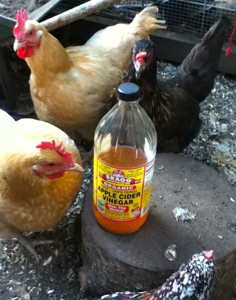 Apple Cider Vinegar and Garlic: Two of the best and natural essentials to keep your flock healthy... Feed Chickens, Urban Backyard, Chicken Care, Chicken Health, Chickens And Ducks, Raising Backyard Chickens, Chicken Coop Ideas, Watering System, Free Range Chickens