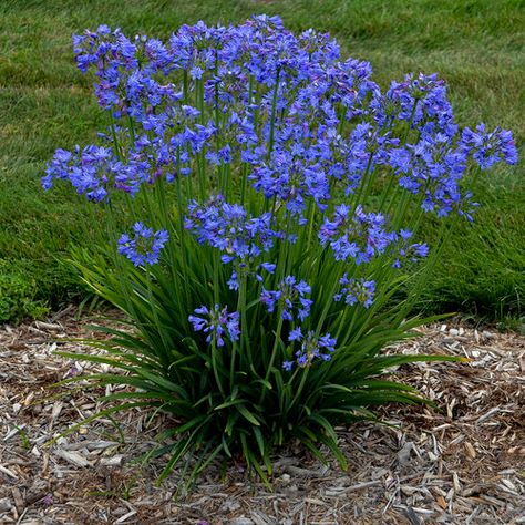 Little Galaxy - Lily of the Nile - Agapanthus hybrid | Proven Winners Agapanthus Plant, Lily Of The Nile, Drought Tolerant Perennials, Indigo Plant, White Flower Farm, Garden Therapy, Proven Winners, Fine Gardening, Landscape Plants