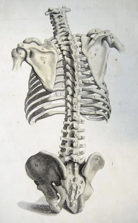 Rear view of the bones of the torso. Anatomy improv'd and illustrated with regard to the uses thereof in designing. (London: John Senex, 1723).  #spine #bones #bone #ribs #scapula #skeleton #medical #medicine #anatomy #illustration #drawing #vintage Skeleton Medical, Torso Anatomy, Medicine Anatomy, Anatomy Illustration, Anatomy Bones, Skeleton Anatomy, Skeleton Drawings, Drawing Vintage, Human Anatomy Drawing