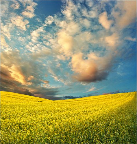 Spring light by Katarina 2353, via Flickr Cloud Collage, Canola Field, Spring Light, Hdr Photos, Light Spring, To Infinity And Beyond, Mellow Yellow, Slovenia, Serbia