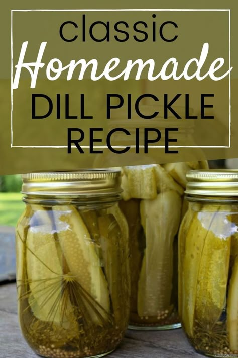 Classic Dill Pickle Recipe, Kosher Dill Pickle Recipe, Easy Dill Pickle Recipe, Pickling Crock, Making Dill Pickles, Kosher Pickles, Homemade Pickles Dill, Kosher Dill Pickles, Pickle Recipes Homemade