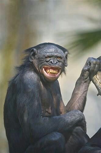 . Ugly Monkey, Smiling Animals, Ugly Animals, Amazing Animal Pictures, Monkey Pictures, Animal Antics, Animal Reference, Monkeys Funny, Pretty Animals