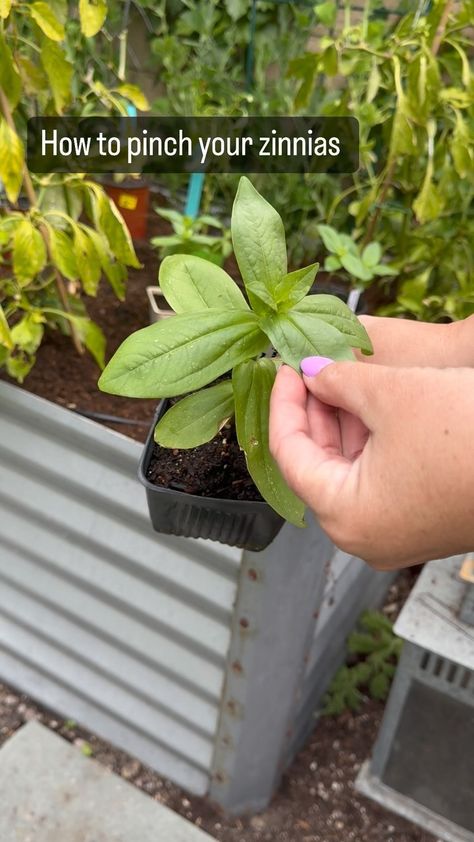 Bryn OCgardengirl | Why pinch zinnias? It’s not because they’re cute. Unlock the full potential of your zinnias! 🌼✨ Pinching is crucial for healthy growth… | Instagram Pinching Zinnias, Garden Planter Box, Cut Garden, Garden Planter Boxes, Garden Planter, Planter Box, April 12, Planter Boxes, Garden Planters