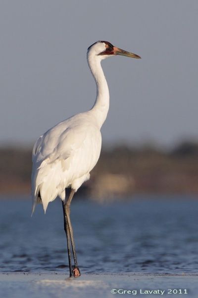 Whooping Crane. Feb 19, 1995. *Aransas NWR, TX w/ Jan. While stopping to look at an Eastern Kingbird, saw a large white crane - neck & legs extended- flying by out beyond the brush line.   Wingtips were black.   Later we both got good looks at a couple of birds from the observation tower w/ the scope, thanks to a couple who pointed them out to us. (Photo by Peacefrog2Goose Island State Park, Texas, USA, February 2011) White Crane Bird, Eastern Kingbird, Crane Photo, Cranes In The Sky, Whooping Crane, Dove Pictures, Observation Tower, White Crane, Tattoo Animal