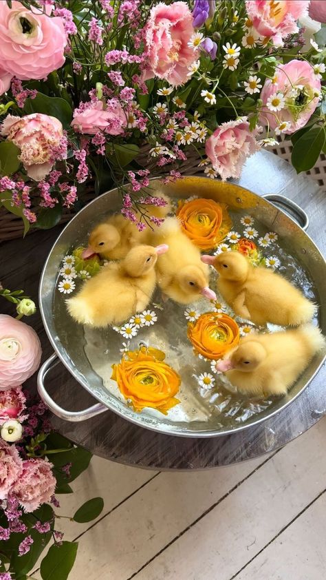 Dina Dennaoui (@lulumoonowlbooks) • Instagram photos and videos Lovely Video, Alice In Wonderland Characters, Disney Lifestyle, Cute Ducklings, Hairdos For Curly Hair, Baby Ducks, What Is Your Favorite, Spring Aesthetic, Favorite Season