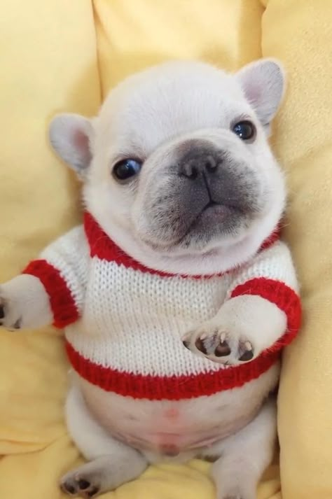 Very Cute Puppies, Types Of Birds, Very Cute Dogs, French Bulldog Puppies, Pet Bird, Silly Animals, All Birds, Cute Animal Photos, Animal Photos