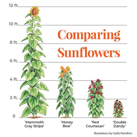 7 must-have sunflowers to grow in your garden: Add some cheer to your garden with a few of these must-have sunflowers in a range of sizes from front of the border to back and containers, too! Sunflowers In Front Of House, Sunflower In Garden, Growing Sunflowers In Pots, Sunflower Garden Backyard, Sunflower Garden Ideas, Sunflowers In Pots, Sunflower In Pot, Sun Flower Garden, Sunflower Growing