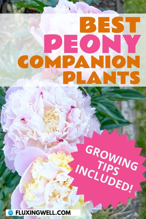 Peony companion plants Garden Ideas For Beginners, Companion Gardening, Planting Garden, Peony Garden, Diy Garden Ideas, Companion Plants, Plants Growing, Grasses Garden, About Plants