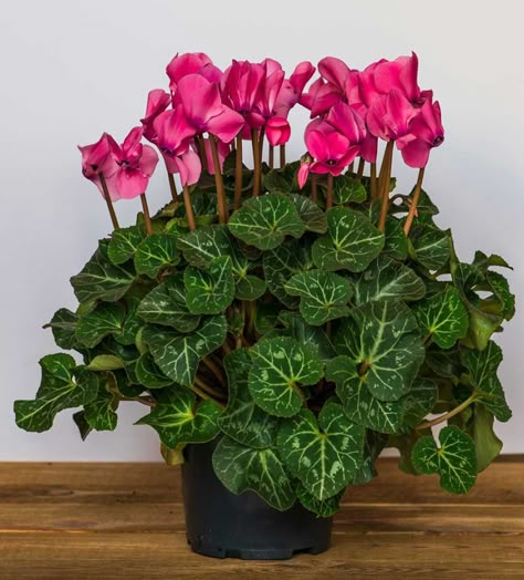 Cyclamen Plant: How to Grow and Care for Cyclamen Plants Cyclamen Care, Potted Plants Patio, Making Plant Pots, Indoor Flowering Plants, Plant Care Houseplant, Indoor Plant Care, Garden Bulbs, Blooming Plants, House Plants Decor